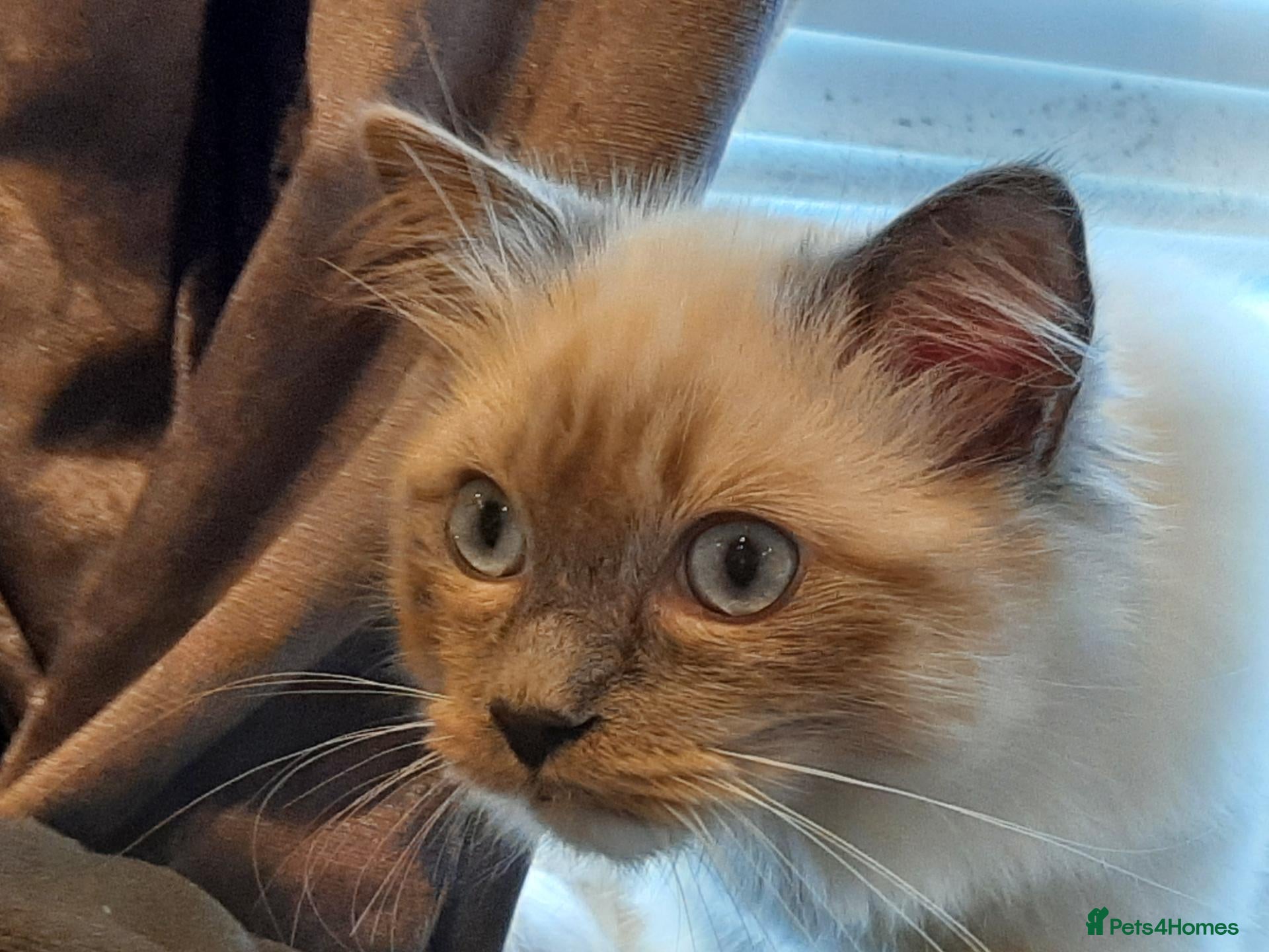 Ragdoll cats Ragdoll Mitted Blue Male - Advert 7