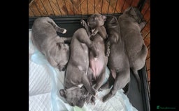 Staffordshire Bull Terrier dogs for sale: kc reg blue Staffordshire bullterrier puppies - Image 1