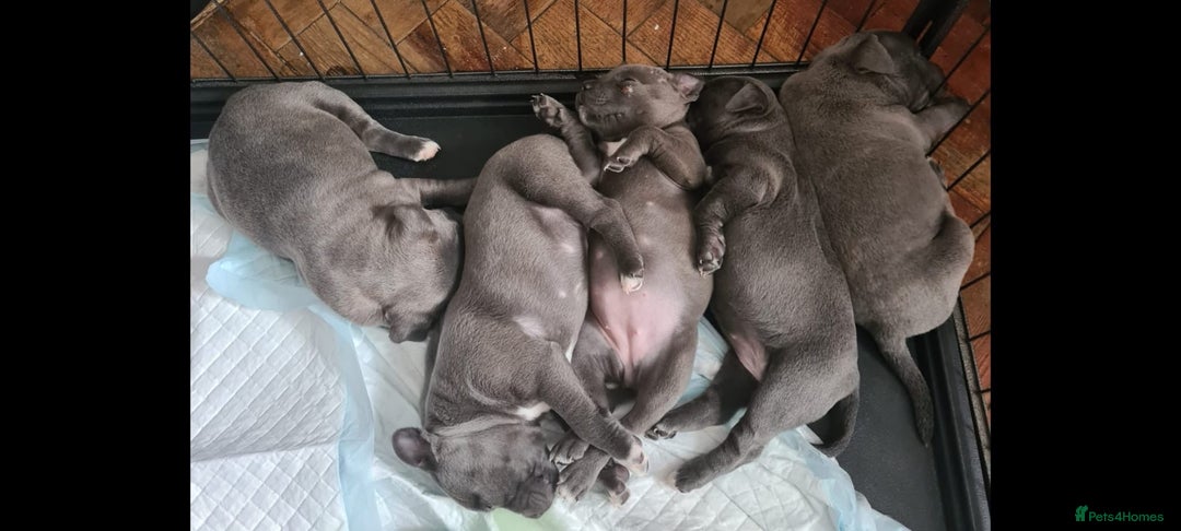 Staffordshire Bull Terrier dogs for sale: kc reg blue Staffordshire bullterrier puppies - Image 1