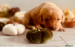 Labrador Retriever dogs for sale: Yellow Labrador Puppies - Image 26