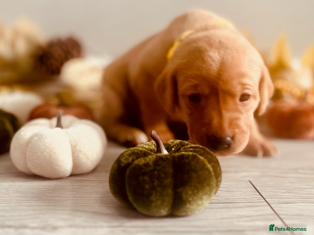 Labrador Retriever dogs for sale: Yellow Labrador Puppies - Image 26