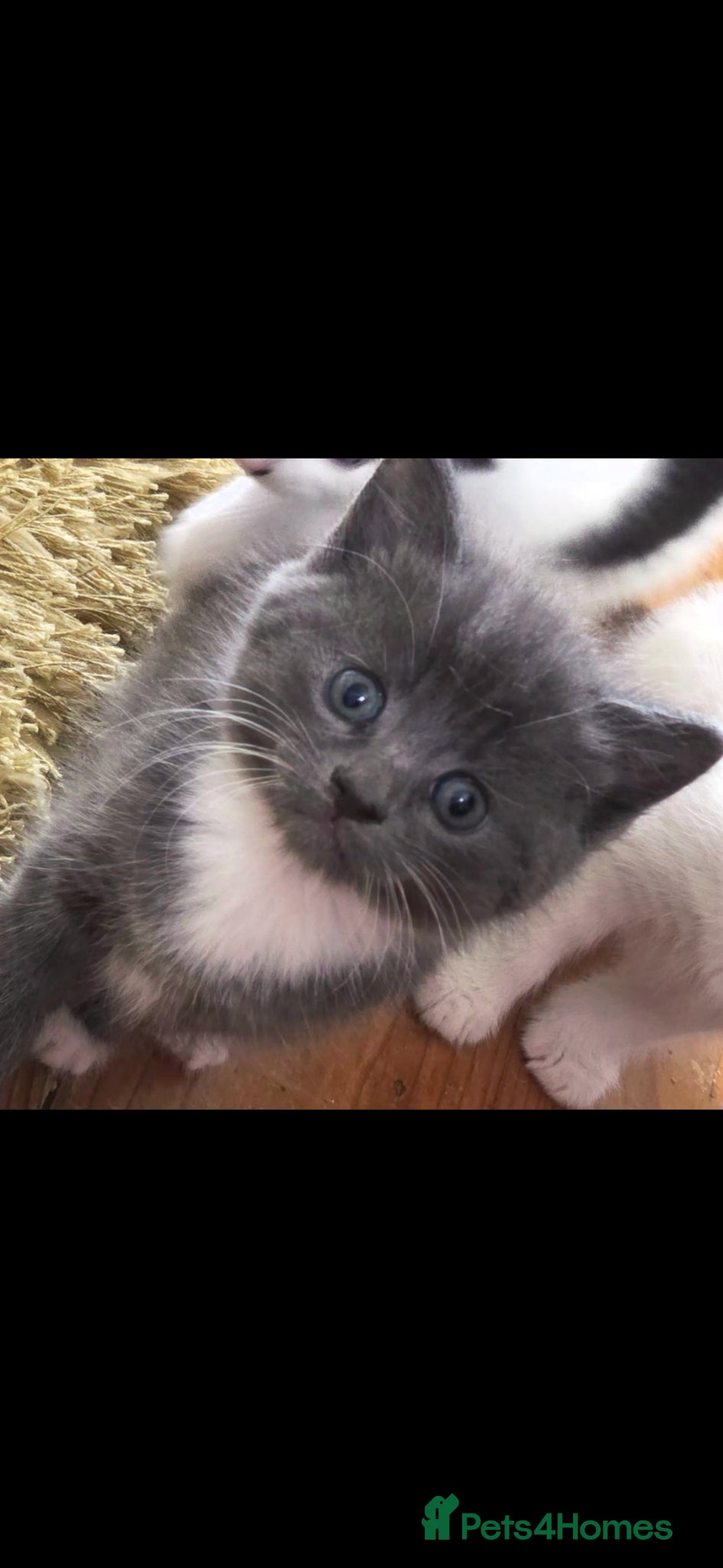 Mixed Breed cats Beautiful kittens looking for their forever home - Advert 16