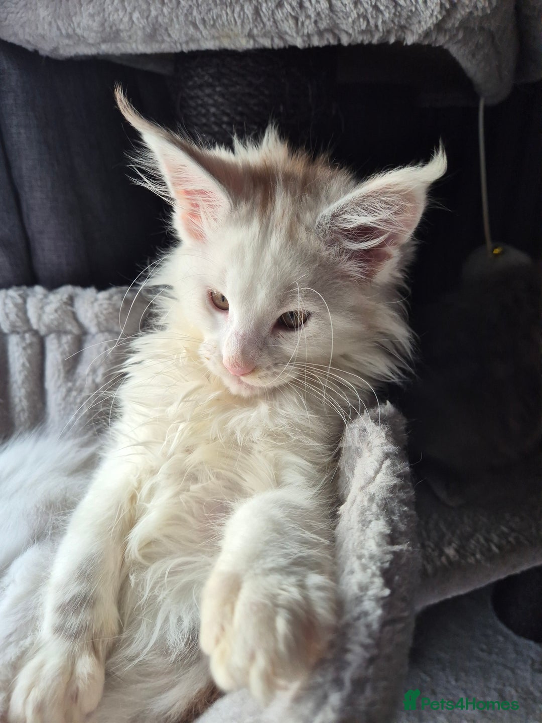 Maine Coon cats for sale: Maine coon kittens  - Advert 25