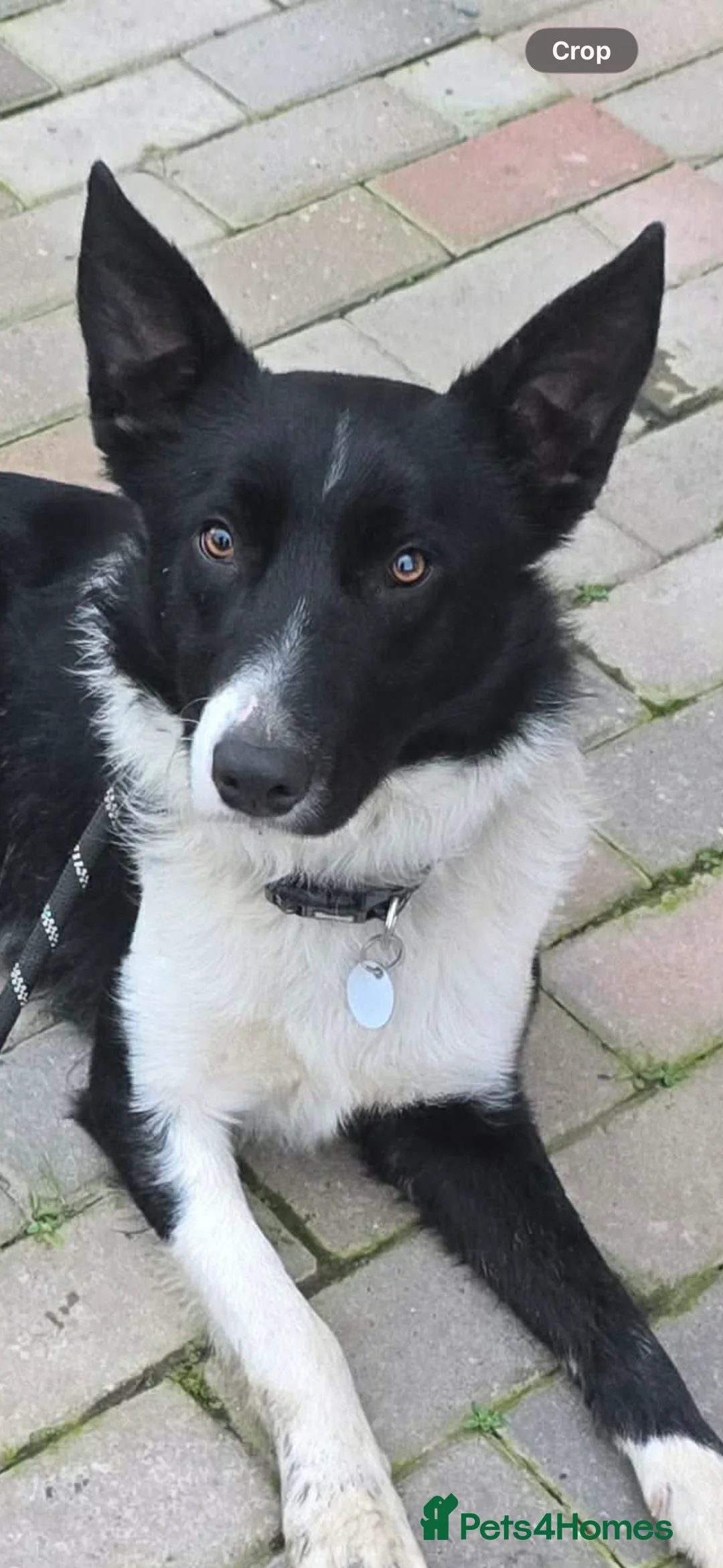 Mixed Breed dogs for adoption: RONNIE - Advert 2