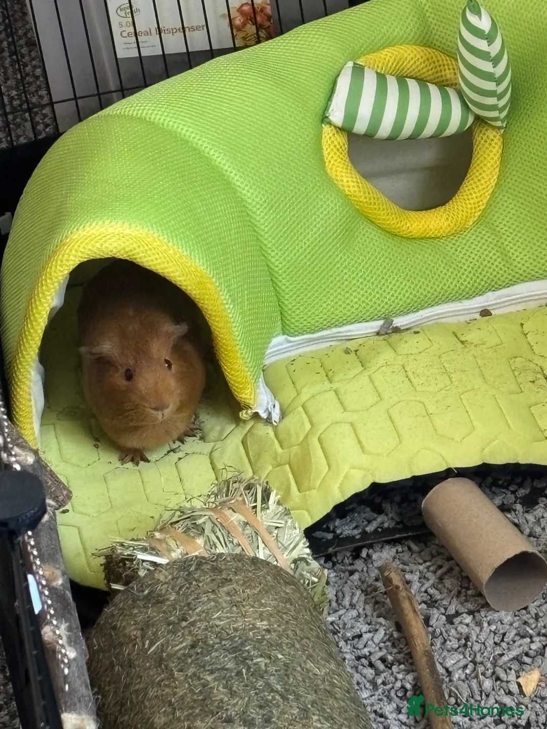 Guinea Pig rodents for sale: 2 male guinea pigs for sale - brothers in Manchester - Advert 2
