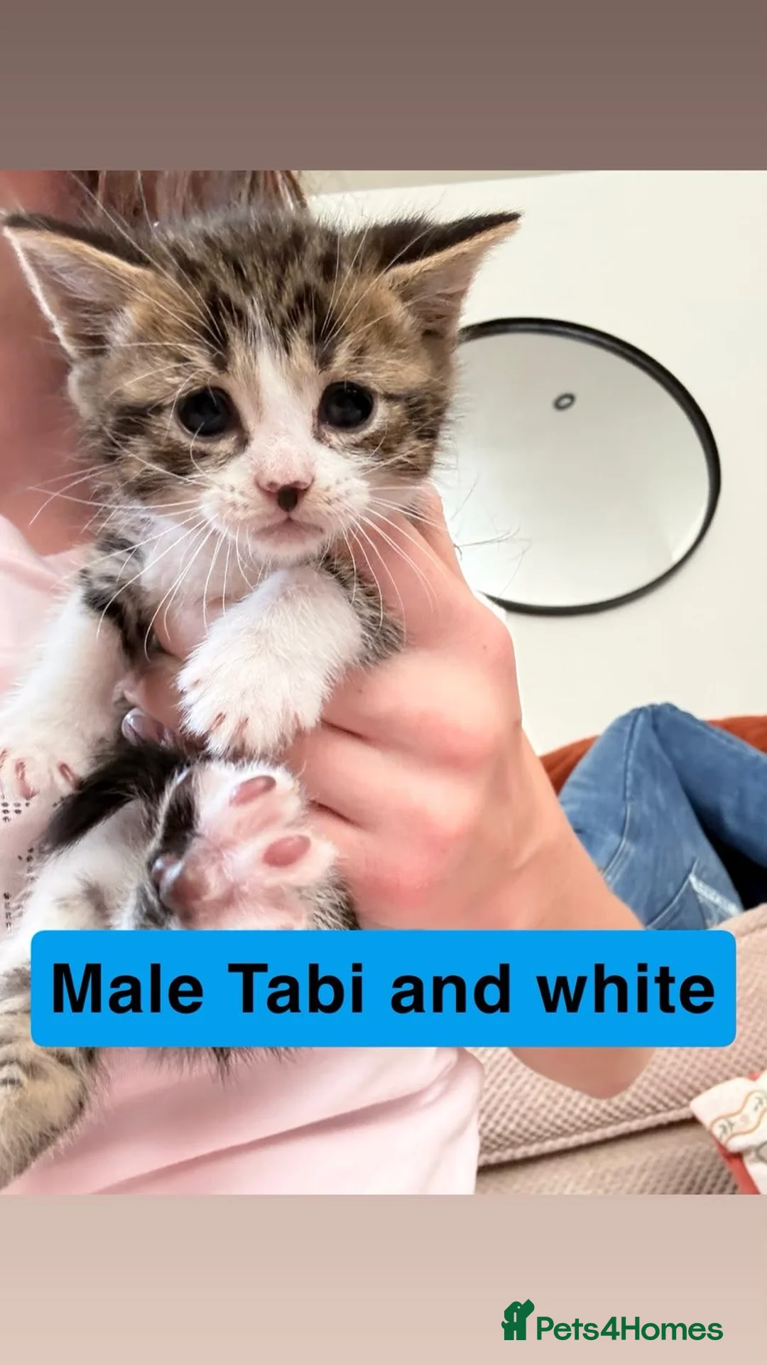 Mixed Breed cats for sale: British blue x Bengal kittens - Advert 5