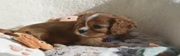 Cavalier King Charles Spaniel dogs for sale: FULLY HEALTH TESTED KC CAVALIERS PUPPIES - Advert 9