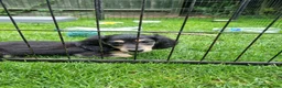 Miniature Dachshund dogs for sale: 🌟KC reg.Miniature LH Dachshund Puppies 🌟  - Advert 12