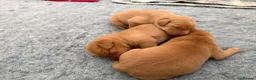 Labrador Retriever dogs for sale: Harleigh & FTCH Jarailstar Hogen of Stauntonvale - Advert 12
