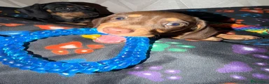 Dachshund 1