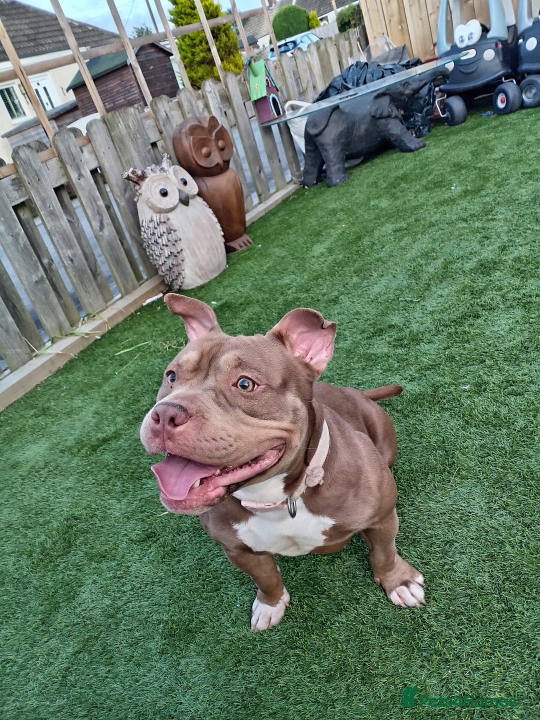 American Bully dogs for sale: Female pocket bully  - Image 1