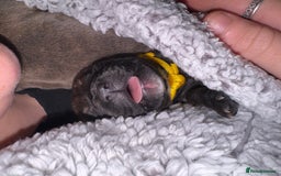Staffordshire Bull Terrier dogs for sale: 2 blue male staff, 1 brindle girl staff  - Image 5