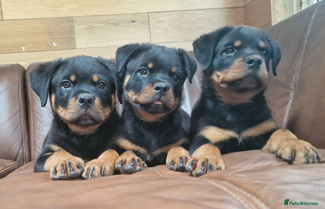 Rottweiler dogs for sale: Puppies available to good home  - Image 7