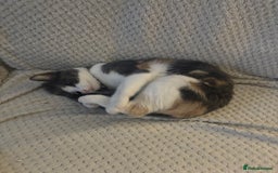 Domestic Shorthair cats for sale: Winnie - Image 4