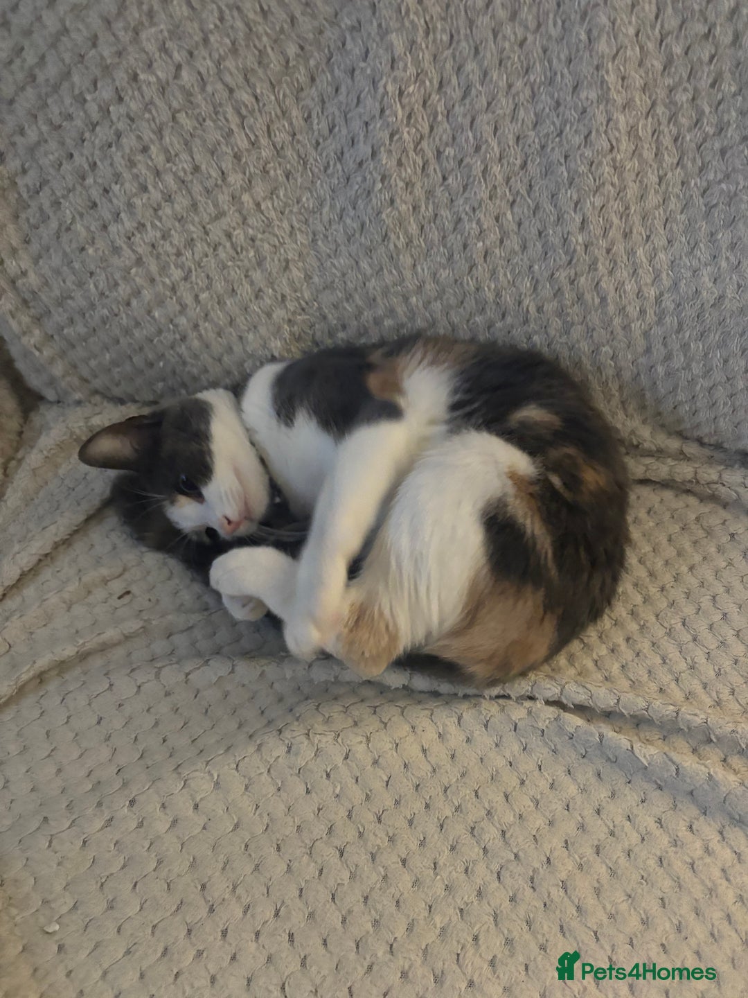 Domestic Shorthair cats for sale: Winnie - Image 4