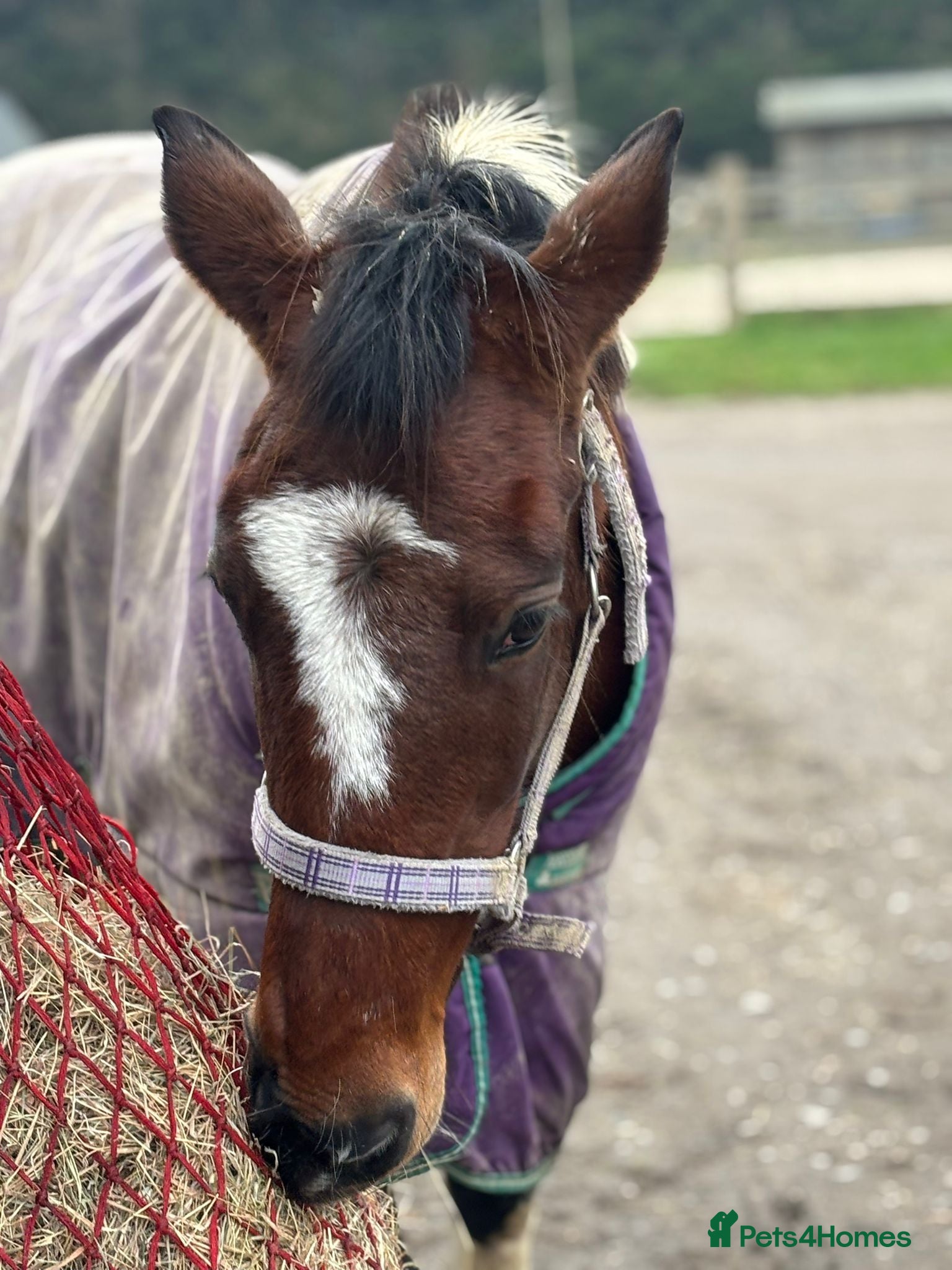 English Thoroughbred horses Rides drives / broodmare  - Advert 1