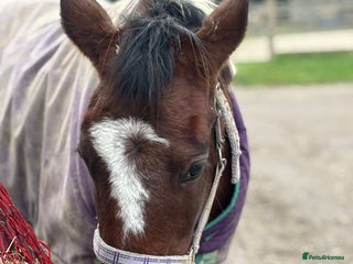 English Thoroughbred horses Rides drives / broodmare - Advert 4