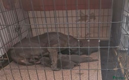 Staffordshire Bull Terrier dogs for sale: Pure blue staffy puppies ready to go - Image 7