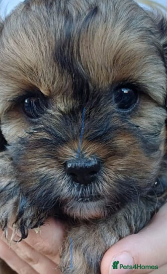 Cavapoo dogs   F1b Cavapoo READY 12th of February  - Advert 1