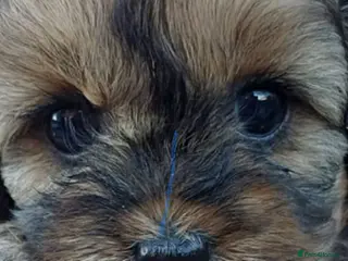 Cavapoo dogs F1b Cavapoo READY 12th of February - Advert 1