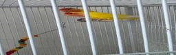 Lovebirds birds for sale: Lovebird Breeding Setup - Chicks, Eggs & Cages - Advert 4