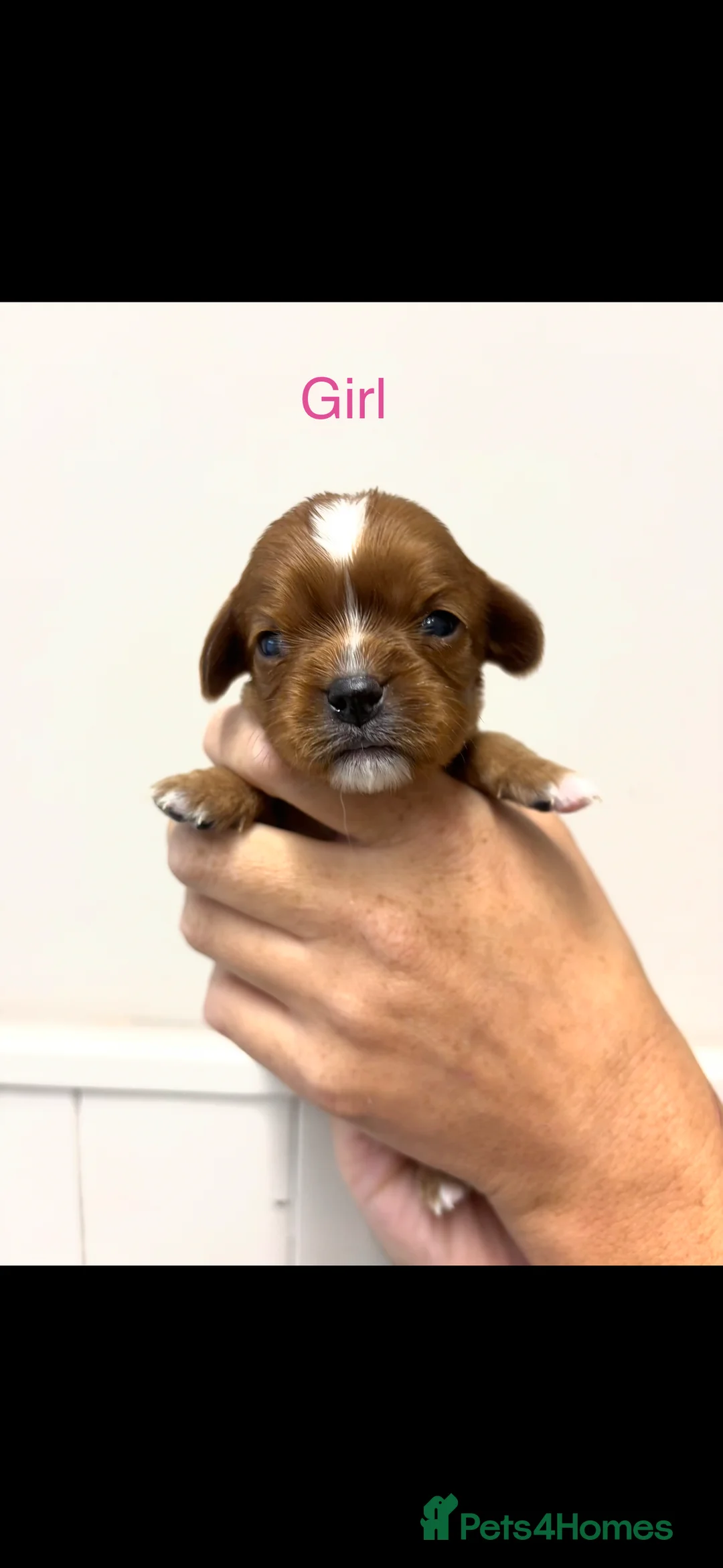 Cavalier King Charles Spaniel dogs for sale: King Charles cavalier puppies - Advert 8