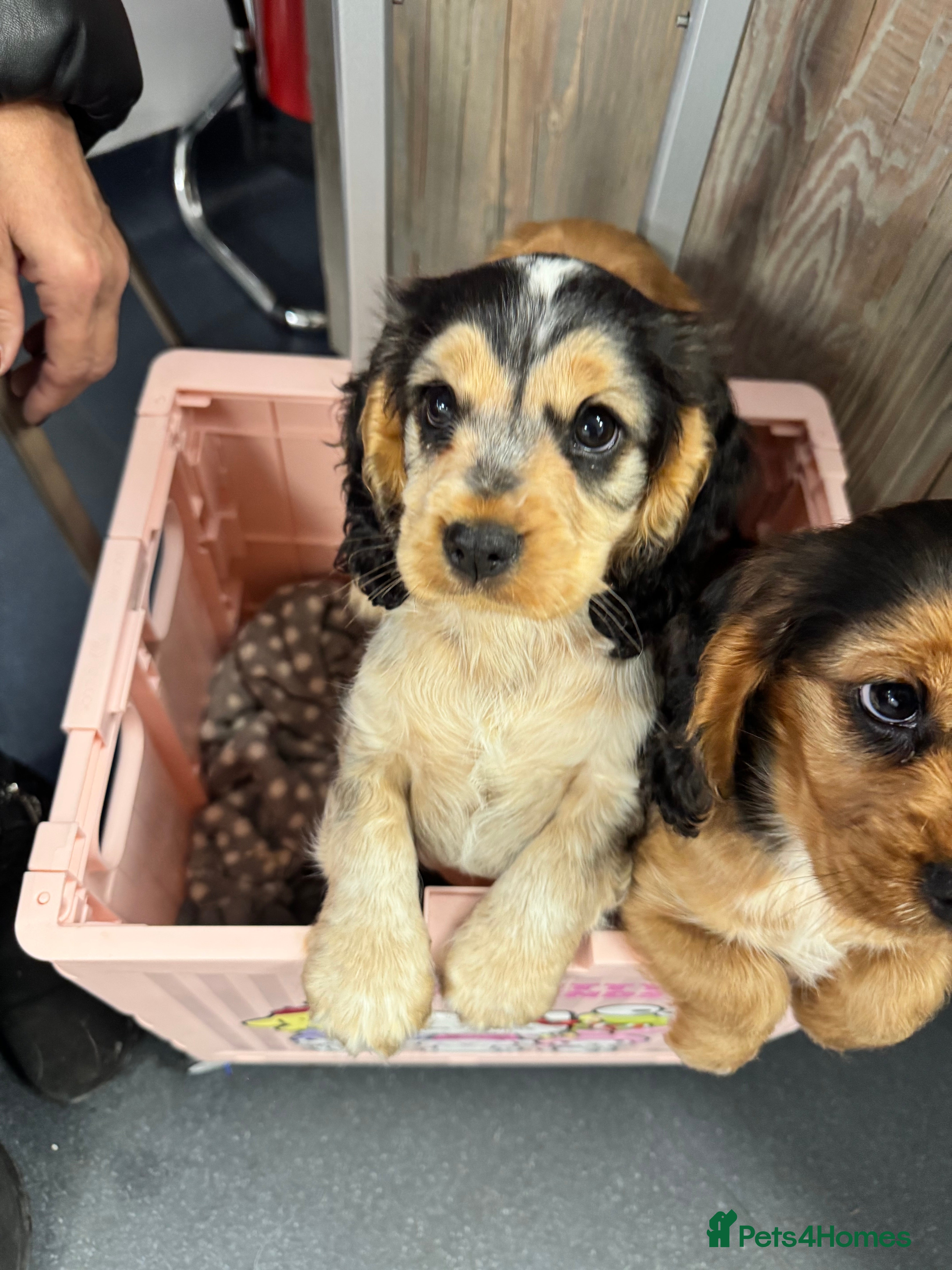 Mixed Breed dogs Cocker spaniel puppies - Advert 2