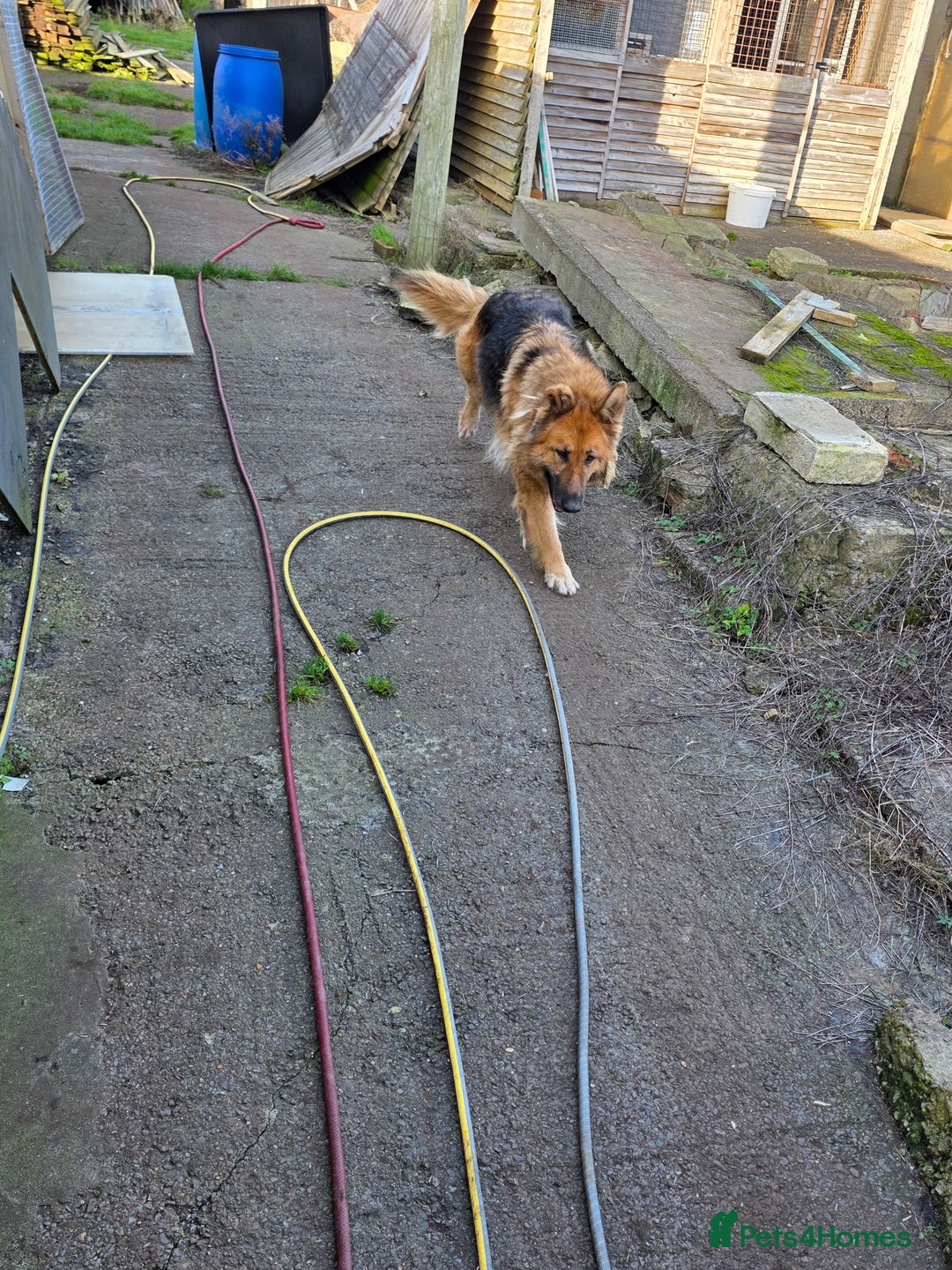 German Shepherd dogs for sale: German shepherd bitch  - Advert 3