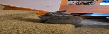 Mixed Breed 1