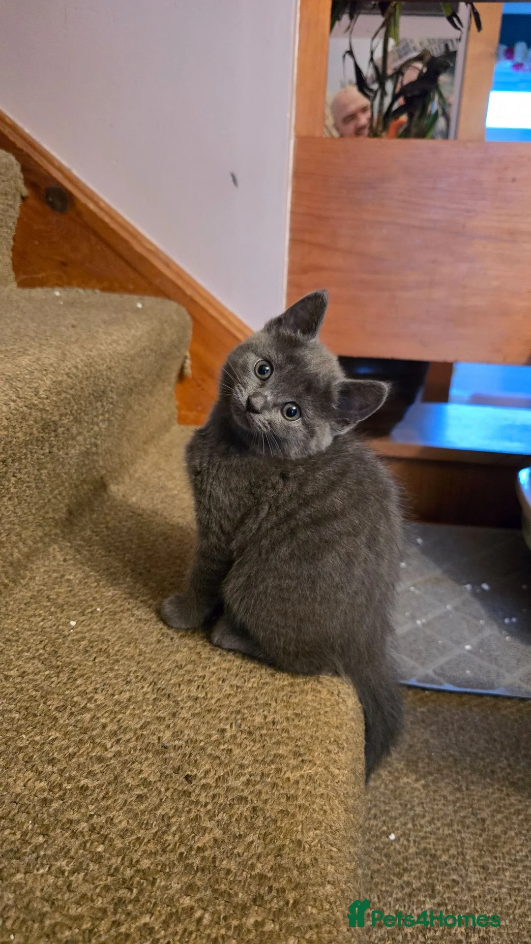 Mixed Breed cats for sale: Stunning wee grey female kitten - Advert 5