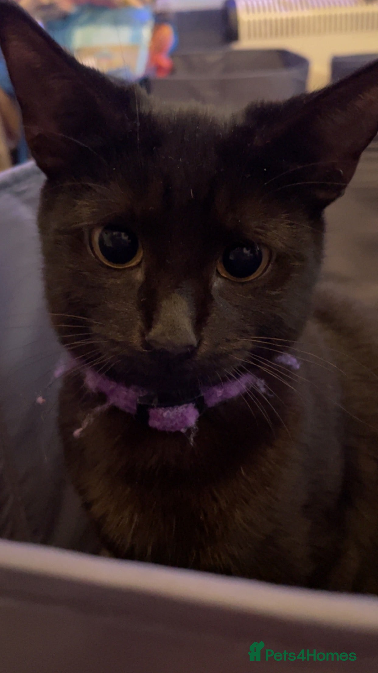 Mixed Breed cats for sale: Two kittens and mother cat in Wallasey - Advert 5