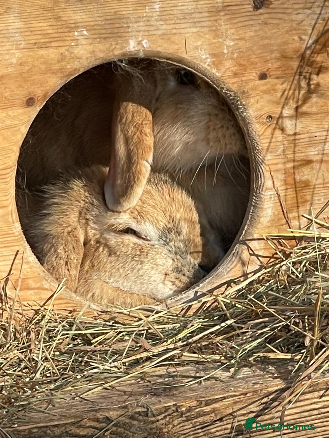 Mini Lop rabbits for sale: Selection of rabbits  - Advert 1
