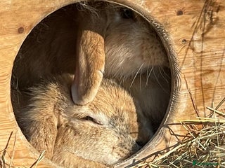 Mini Lop rabbits Selection of rabbits - Advert 2