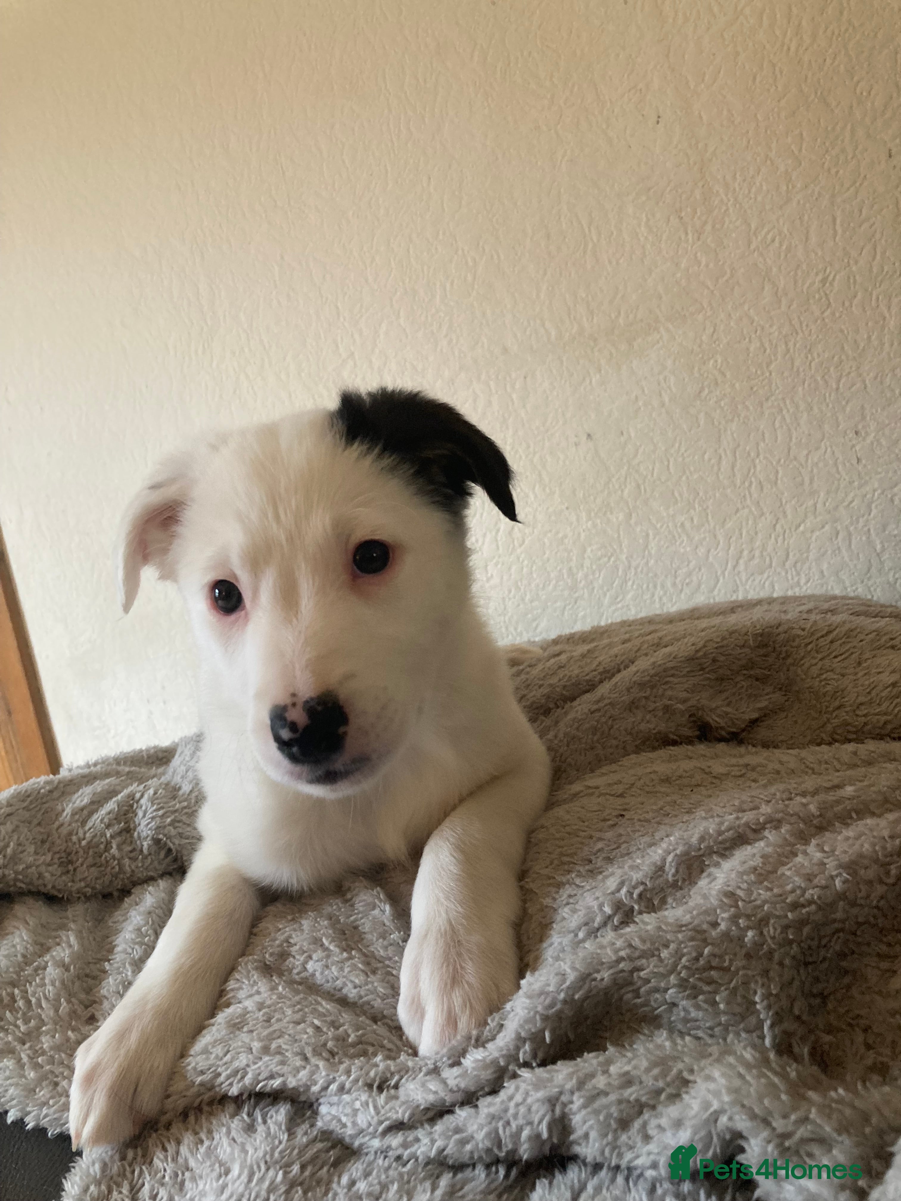 Mixed Breed dogs Last female Sprollie puppy left! Ready now! - Advert 2