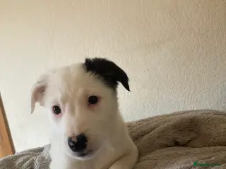 Mixed Breed dogs Last female Sprollie puppy left! Ready now! - Advert 2