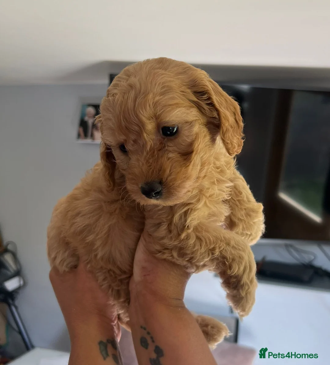 Cockapoo dogs for stud: ⭐proven cockerpoo stud⭐ in Pershore - Advert 2