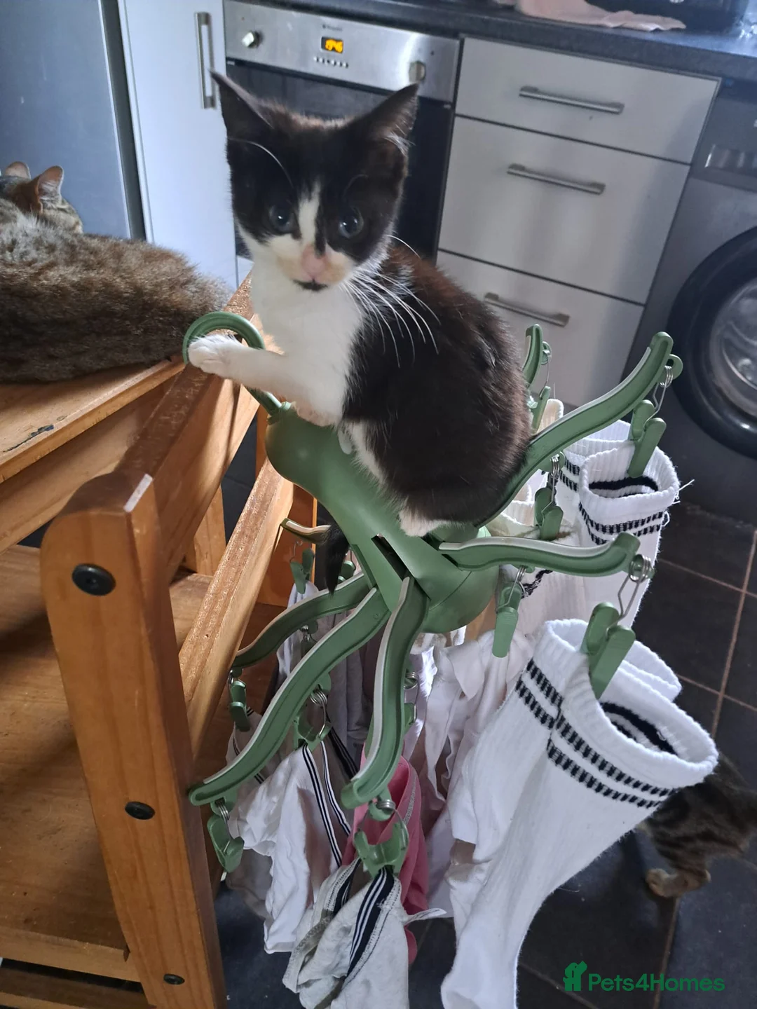 Mixed Breed cats for sale: 2 boys, 1 girl kitten  - Advert 2