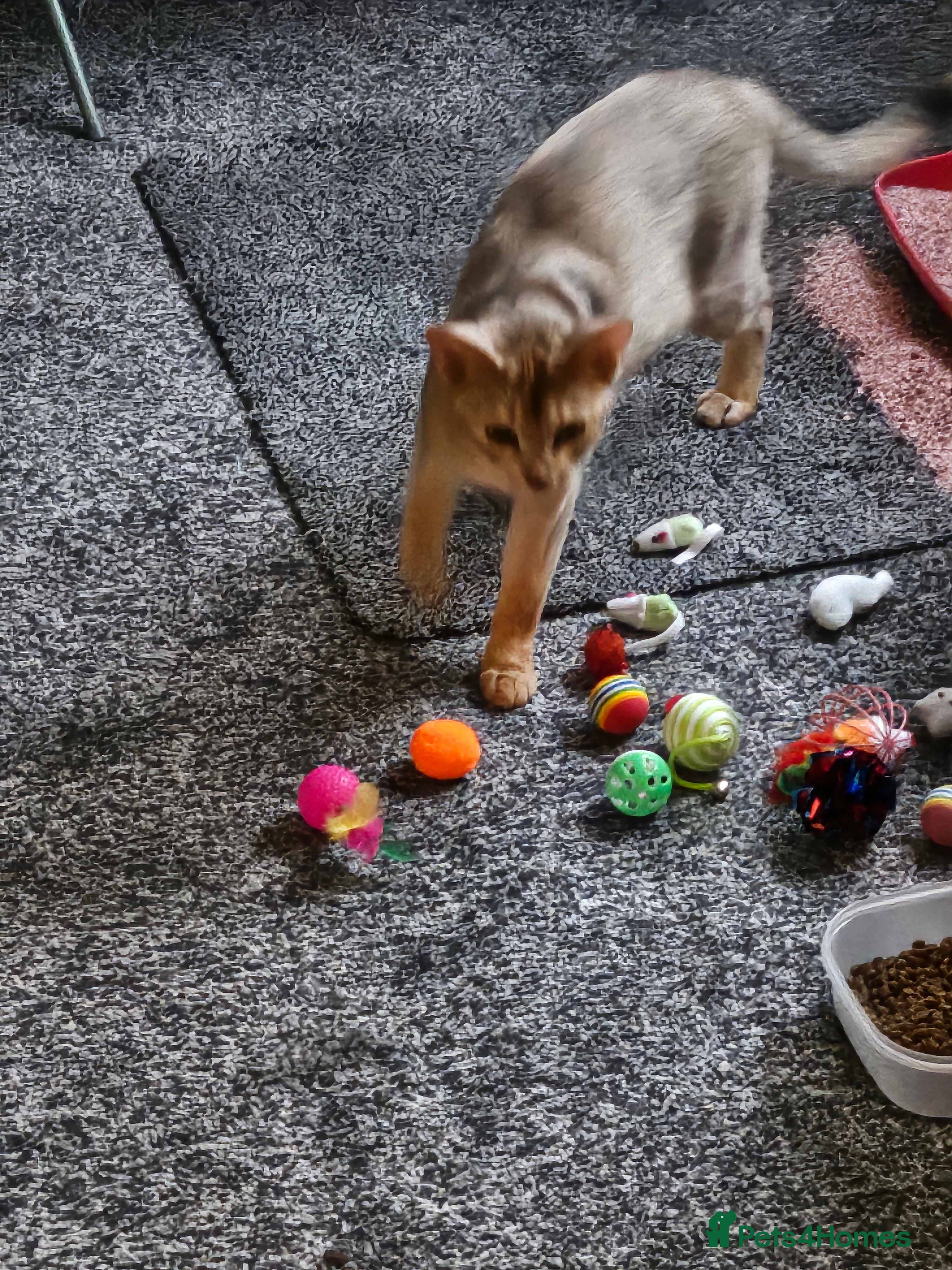 Abyssinian cats WANTED, ABYSSINIAN STUD - Advert 11