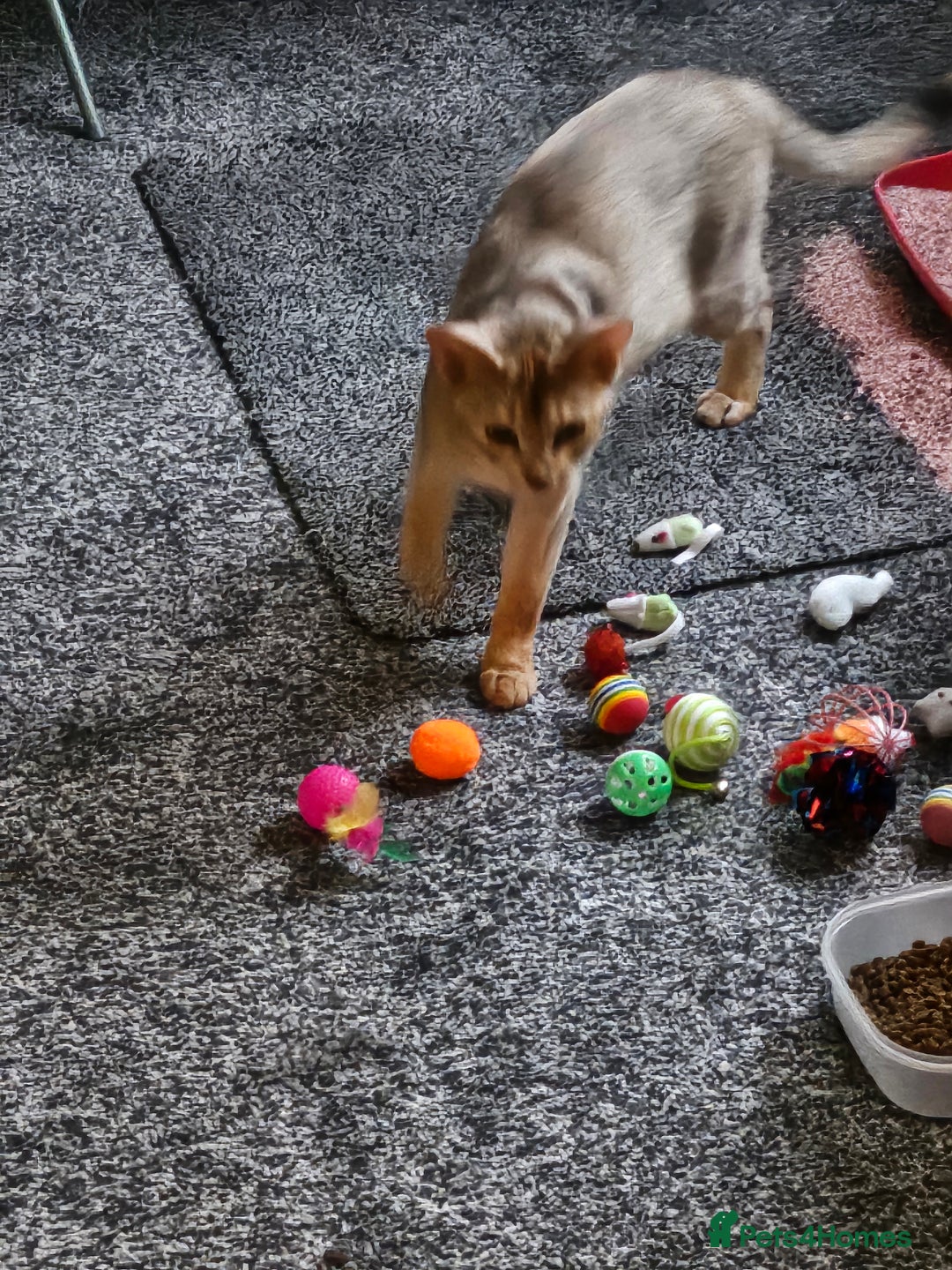 Abyssinian cats for stud: WANTED, ABYSSINIAN STUD - Advert 1