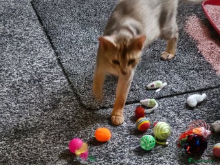 Abyssinian cats WANTED, ABYSSINIAN STUD - Advert 11