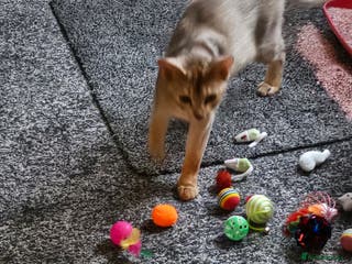 Abyssinian cats WANTED, ABYSSINIAN STUD - Advert 1