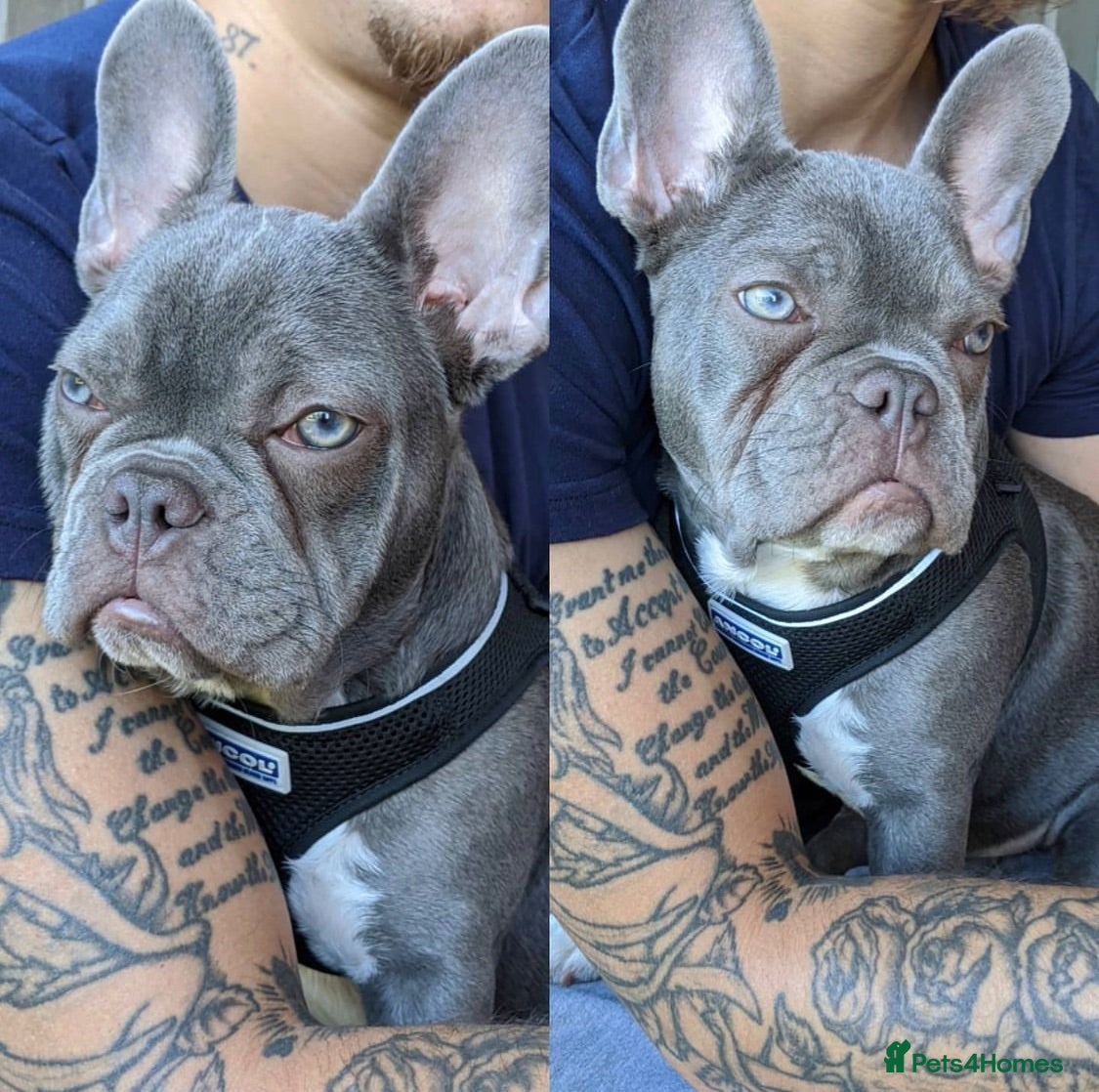 French Bulldog dogs French Bulldog Puppies–Two Gorgeous Females 🐾 - Advert 1