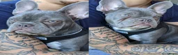 French Bulldog dogs for sale: French Bulldog Puppies–Two Gorgeous Females 🐾 - Advert 1