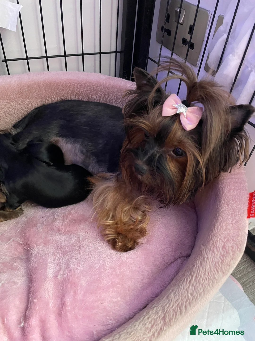 Yorkshire Terrier dogs for sale: pure breed yorkshire terrier  - Advert 3