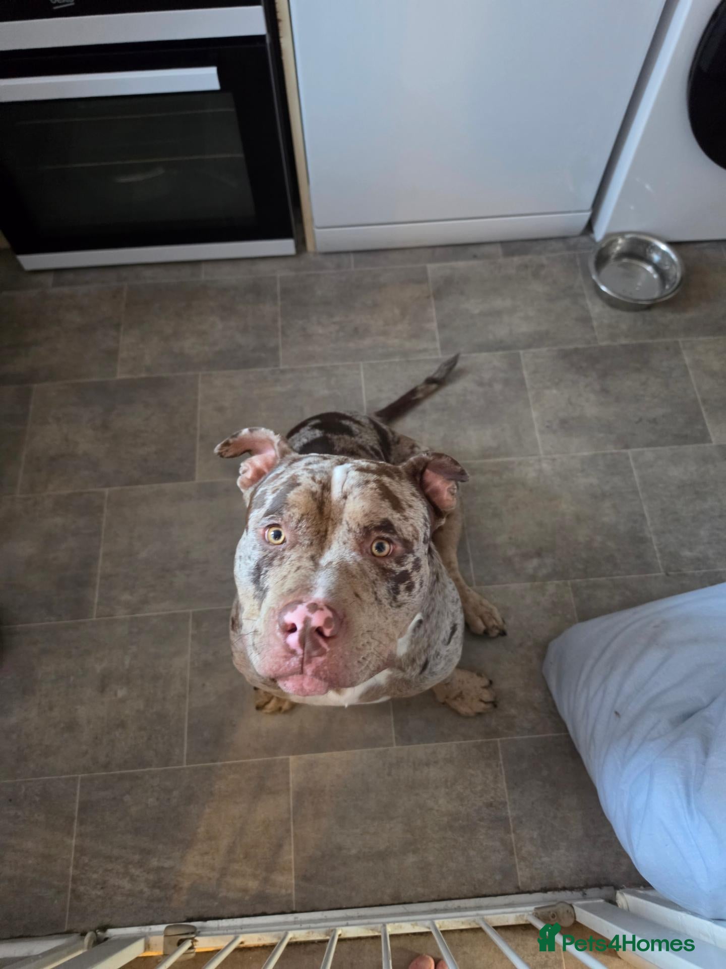 American Bully dogs American bully - Advert 1