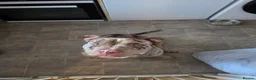 American Bully dogs for sale: American bully in Gloucester - Advert 1