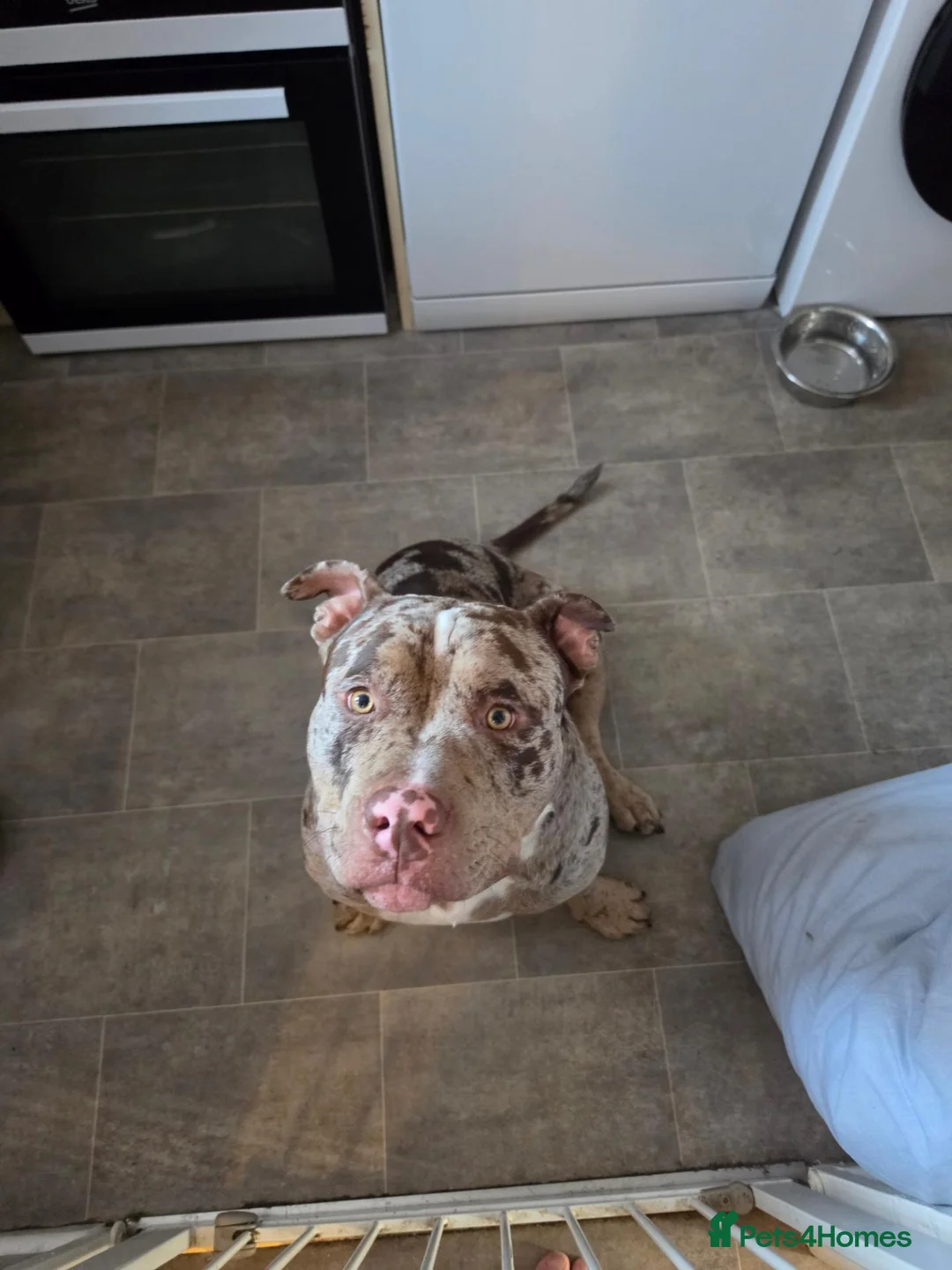 American Bully dogs for sale: American bully in Gloucester - Advert 1