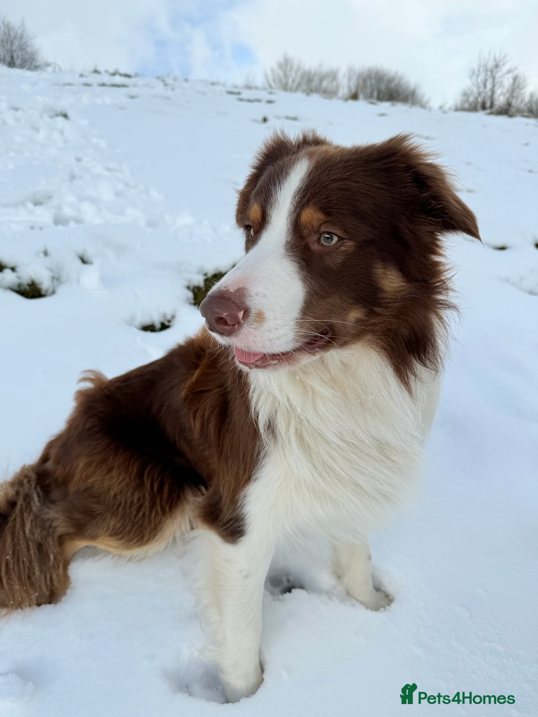 Border Collie dogs for stud: Stud - Whiskey the Red Tri Border Collie 🐾 in Rossendale - Image 4