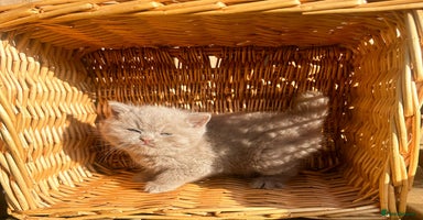 British Shorthair cats GCCF reg BS Rare fawn girl left  - Advert 1