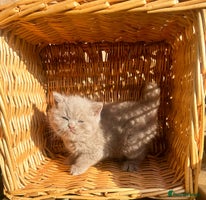 British Shorthair cats GCCF reg BS Rare fawn girl left - Advert 1